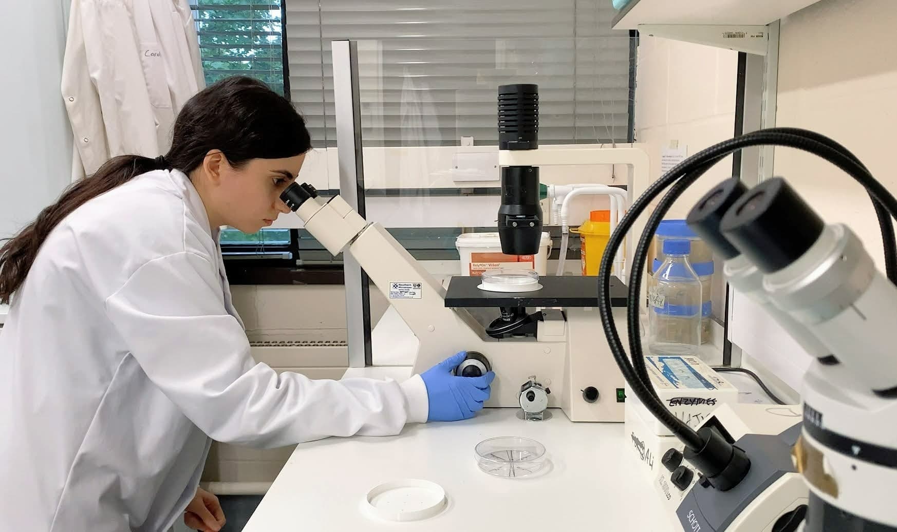 Using a phase-contrast microscope.