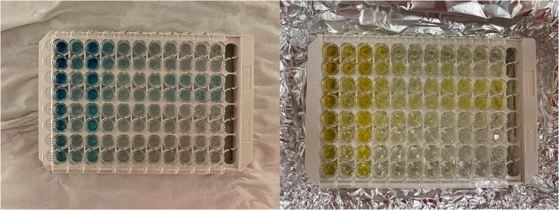 Colour change before and after addition of an acid. The colour intensity is proportional to the concentration of the protein.