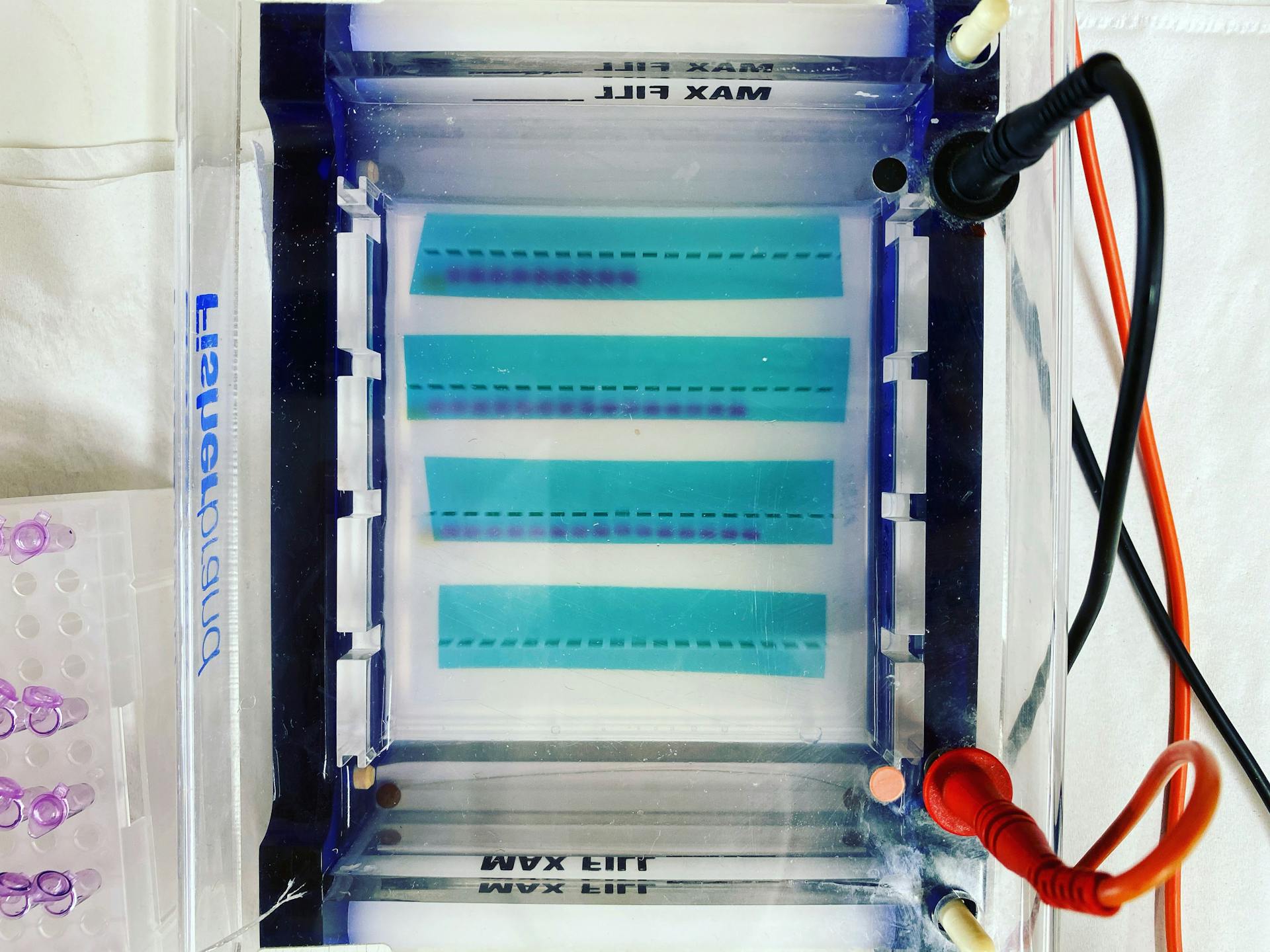 Gel electrophoresis in progress. Each tiny well was loaded with a DNA sample previously amplified by PCR. The purple bands are an indication of how far down the gel the samples have run.
