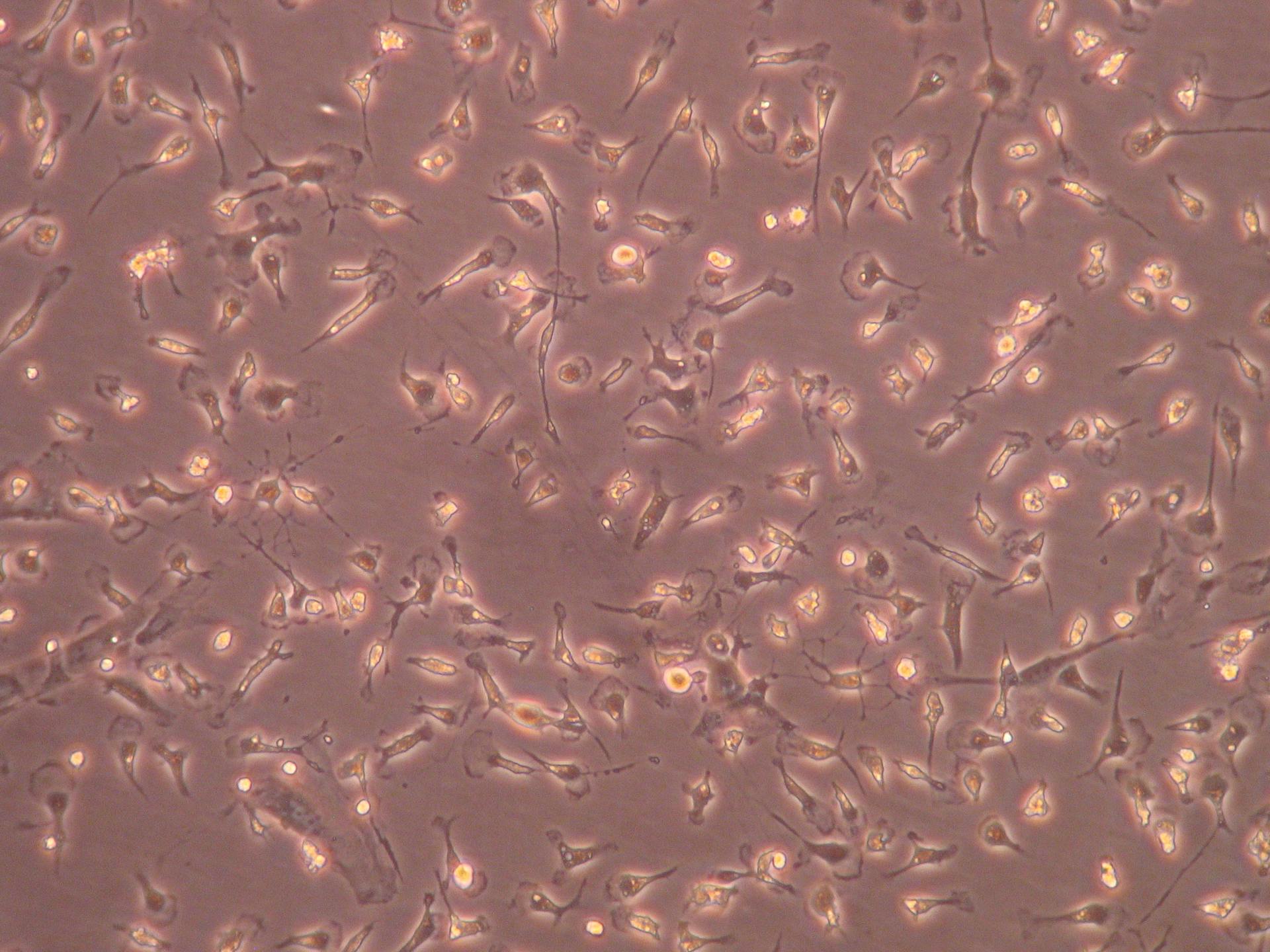 Intricately cultured microglia, extracted from a mixed glia culture of cells originally dissected out of neonatal brains.