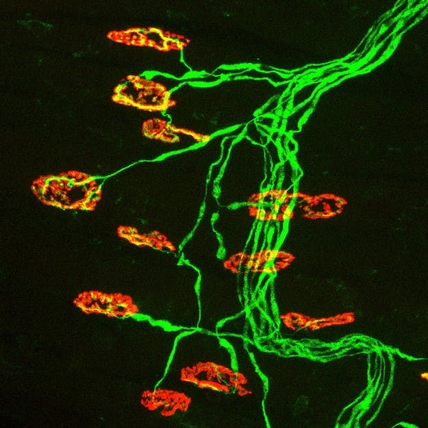 The neuromuscular junctions are shown in red and the neurons are shown in green.